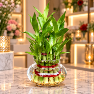 Three Layer Lucky Bamboo Plant