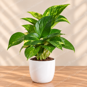 Money Plant