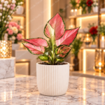 Plants