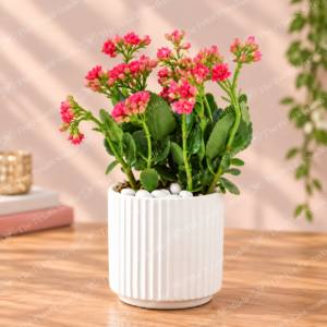 Kalanchoe
