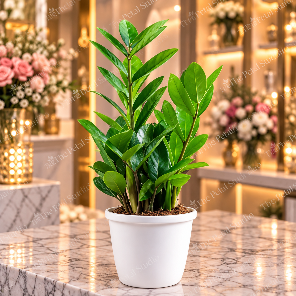 ZZ Plant in White Pot - ZZ plant in a white ceramic pot